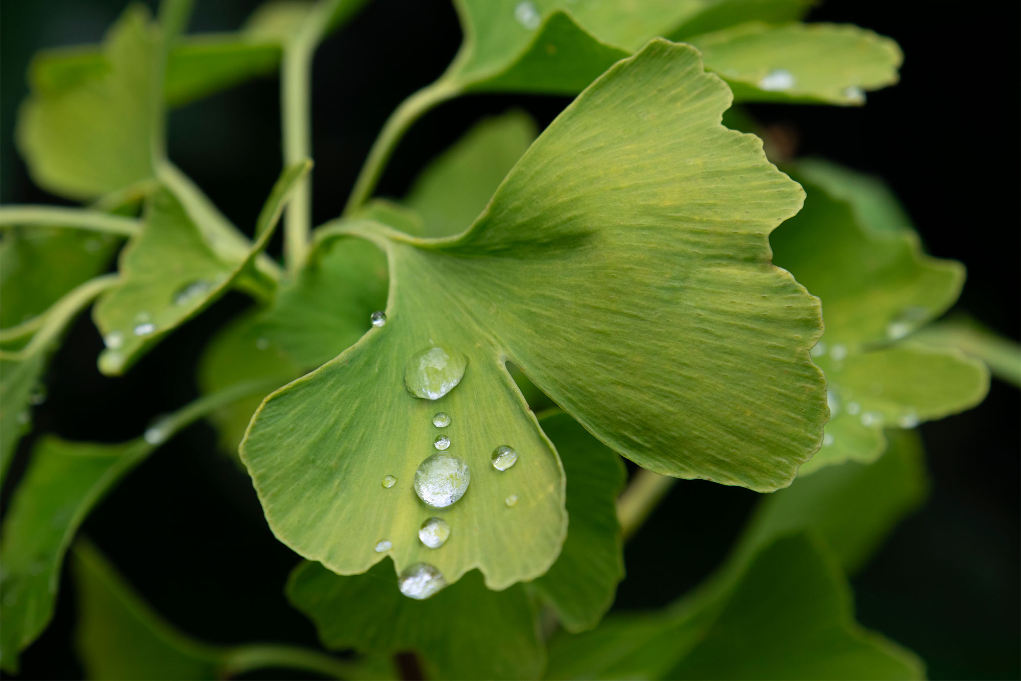 Grüne Gingko-Blätter mit Wassertropfen in Nahaufnahme